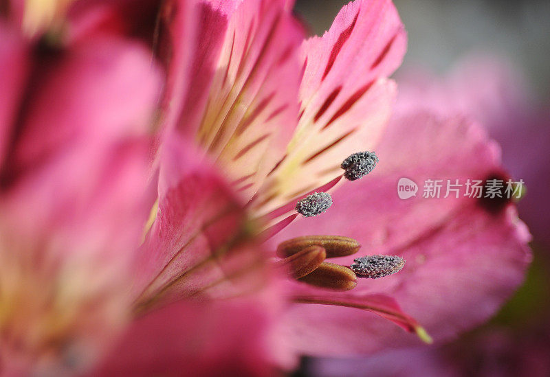 Pink Alstromeria